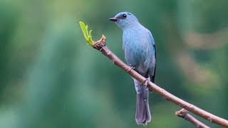 Verditer Flycatcher  Himachal Pradesh  4K [upl. by Tolland]