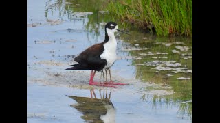 BLACKNECKED STILT and chicks [upl. by Asirrom]