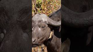 Oxpecker Bird With Buffalo Wincent gaR4i wildlife nature bird [upl. by Eriam]