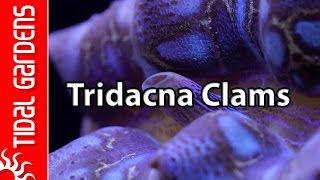 Reef Aquarium Tridacna Clams – maxima crocea squamosa and gigas [upl. by Rabush361]