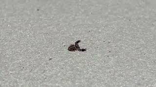 Video of a Pseudoscorpion aka False Scorpion or Book Scorpion with claws moving outdoors motion [upl. by Elie]