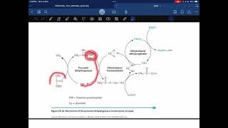 Pyruvate dehydrogenase complex [upl. by Ecikram]