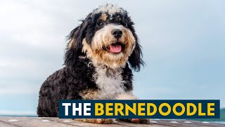 What People Love About The Bernedoodle A Happy Family Dog [upl. by Wiggins]