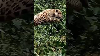 quotLeopard Attacks Crocodile in Pool Shocking Encounter Caught on Cameraquot [upl. by Lietman]