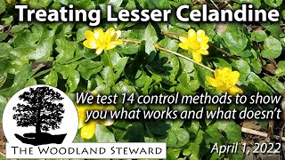 Treating Lesser Celandine We test 14 control methods to show what works and what doesnt [upl. by Allicerp]