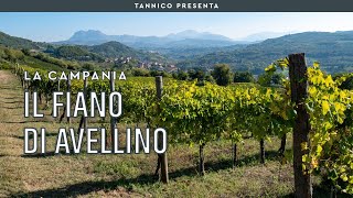 Il Fiano di Avellino e Pietracupa  Tannico [upl. by Urbain]