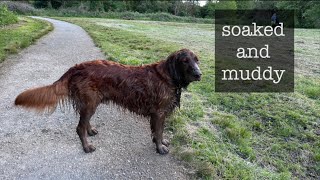 Soaked and muddy after our park walk [upl. by Losiram16]