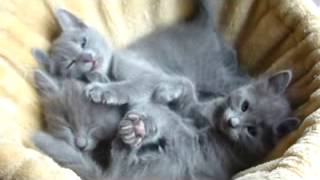 Nebelung and Russian Blue kittens 6 weeks old [upl. by Rivera]