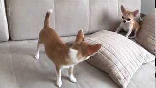 2 Cute chihuahua puppies playing together on a sofa like big dogs [upl. by Eselrahc]