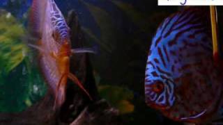 Discus fish Disco Turquesa Azul [upl. by Laundes127]