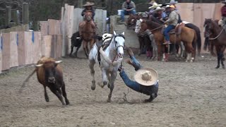 coleadero en el lienzo charro el zacatecano 03202021 [upl. by Yesllek601]