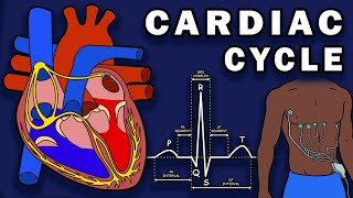 THE CARDIAC CYCLE  Phases Pressure Changes ECGEKG [upl. by Ahsinat492]