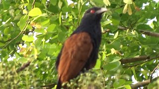 greater coucal sound cuckoo beautiful bird wildlife natue sony wx500 wx500 sony dsc wx500 [upl. by Hare154]