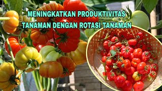 PENTING ‼️ Rotasi tanaman di lahan terbatas [upl. by Assilak]