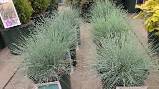 Festuca Elijah Blue  Cool as Ice Blue Fescue Gorgeous💙 EASY care Grasses for Sunny Sites [upl. by Oiram]