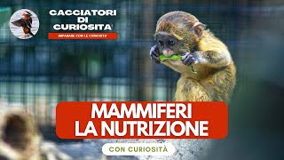 Vertebrati Mammiferi  La NUTRIZIONE per la scuola primaria [upl. by Akimyt399]