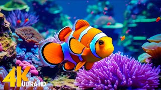 Aquarium 4K VIDEO ULTRA HD 🐠 Beautiful Coral Reef Fish  Relaxing Sleep Meditation Music 28 [upl. by Tuorah]