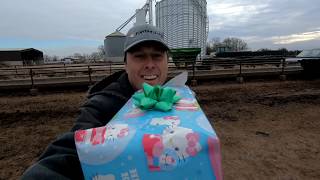 Cows get a robotic ball for Christmas [upl. by Otte512]