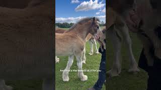 A day with Clydesdale foals part 4 [upl. by Vaclava411]