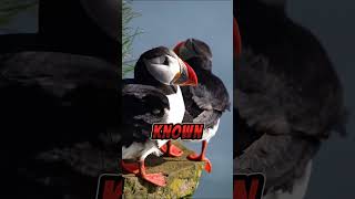 PUFFIN BIRD FACTS INTERESTING [upl. by Anina]