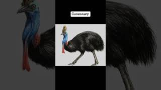 Nightmarish Bird Calls  The Scariest Sounds in Nature [upl. by Haldas]