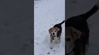 Loud Beagle Barking and Baying [upl. by Oneal]