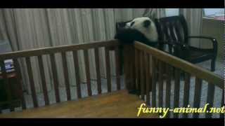 Panda baby escaping from the crib 熊猫宝宝越狱 你要往哪逃啊 [upl. by Norraa]