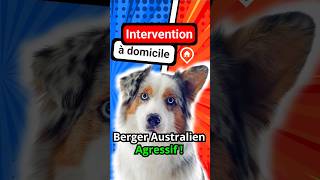 Berger Australien AGRESSIF   Intervention [upl. by Nauqes49]