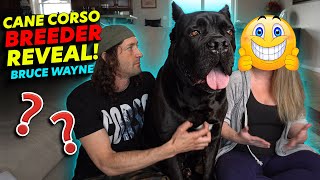 Cane Corso BREEDER REVEAL Bruce Waynes Breeder [upl. by Cos]