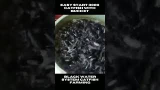 Easy and Simple Catfish Farming at Home  Black Water System Catfish Farming catfish catfishpond [upl. by Olnay315]