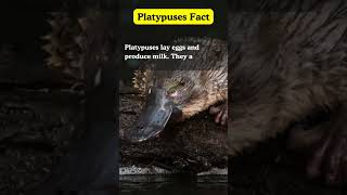 quotInteresting Platypus Factsquot shortsfeed truefactstoday youtubeshorts shortsvideo Ranishfacts [upl. by Kore]