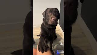 Working from home with a labrador retriever 😅 puppy labradorretriever labpuppy workfromhome ￼ [upl. by Hynes986]