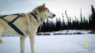 Dog sledding music video  welcome to the end of the world [upl. by Daraj]