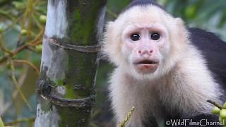 Mono Capuchino o Cariblanco Cebus capuchinus  WhiteFaced capuchin monkey [upl. by Seften]