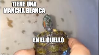 Mancha blanca en el cuello de mi tortuga [upl. by Torruella]