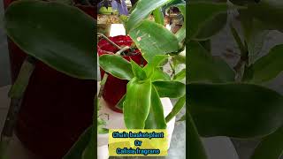 basket plant  callisia fragrans plant aloksgardeningtips aloksgardening gardening garden plant [upl. by Rivi]