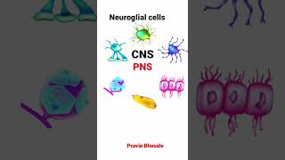 Neuroglial cells [upl. by Saundra]