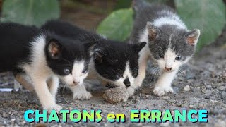 CHATONS abandonnés  Sauvetage [upl. by Tsui]