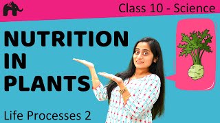 Nutrition in Plants  Life Processes 2 Class 10 Biology [upl. by Riatsila]