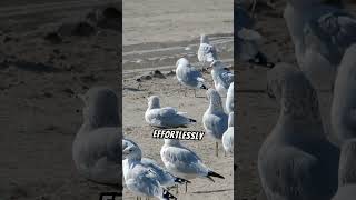 A drone shot of a flock of birds flying overhead  YouTube Shots flockofbirds birdwatching shots [upl. by Oniram490]