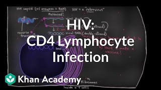 How HIV infects us CD4 Thelper lymphocyte infection  NCLEXRN  Khan Academy [upl. by Shelley]