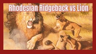 Ridgebacks vs Lions The True Story of LionHunting Dogs [upl. by Melisa]