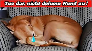 15 Fehler die deinen Hund glauben lassen dass du ihn nicht liebst [upl. by Ettevram]