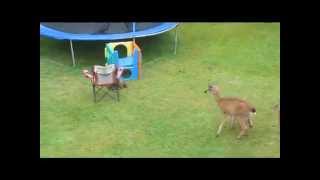 Otter Plays With Baby Deer [upl. by Caffrey133]