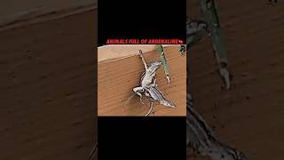 normal animals Vs adrenaline animals trending animals wildlife meetingyoutubeshortsviralvideo [upl. by Lesde]