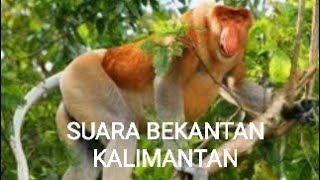 Suara Bekantan Kalimantan [upl. by Terej638]