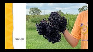 Elderberries for Farm or Garden [upl. by Amarillis478]