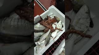 PolpiAiole Mormoraal mercato ittico di Riposto Pesca amazing fish fishing [upl. by Amme]