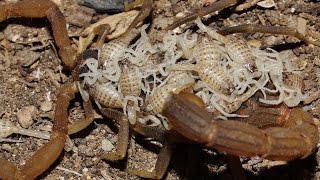 Mesobuthus cyprius  Κυπριακός σκορπίος  Cyprus endemic scorpion with babies  Cyprus [upl. by Maibach]