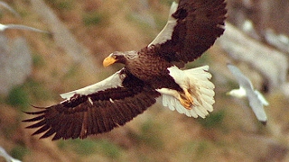 Worlds Largest Eagle Attacks Kittiwake Birds  Blue Planet  BBC Earth [upl. by Holt]